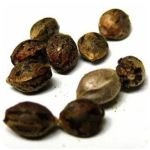 Семена марихуаны АК-47  (Seeds AK-47) в Алексеевке